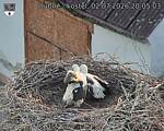 Capi_Dubne_20260702_200503.jpg