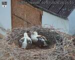 Capi_Dubne_20260702_202503.jpg