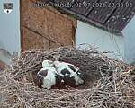 Capi_Dubne_20260702_203503.jpg
