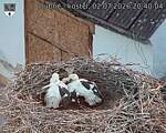 Capi_Dubne_20260702_204004.jpg