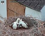 Capi_Dubne_20260702_205003.jpg