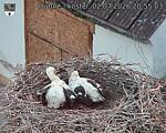 Capi_Dubne_20260702_205503.jpg