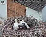 Capi_Dubne_20260702_210003.jpg