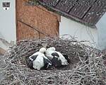 Capi_Dubne_20260702_211003.jpg