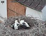 Capi_Dubne_20260702_211503.jpg