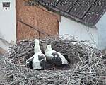 Capi_Dubne_20260702_212003.jpg