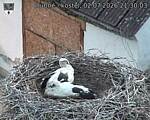 Capi_Dubne_20260702_213003.jpg
