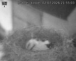 Capi_Dubne_20260702_215503.jpg