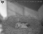 Capi_Dubne_20260702_222002.jpg