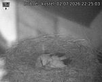 Capi_Dubne_20260702_222503.jpg
