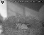Capi_Dubne_20260702_224003.jpg