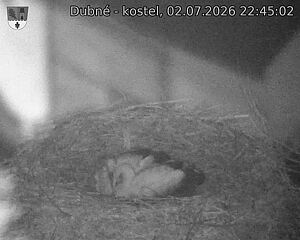 Capi_Dubne_20260702_224502.jpg (1350&nbsp;x&nbsp;1080)