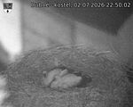 Capi_Dubne_20260702_225002.jpg
