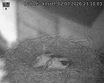 Capi_Dubne_20260702_231003.jpg