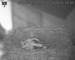 Capi_Dubne_20260703_011003.jpg