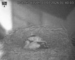 Capi_Dubne_20260703_014003.jpg