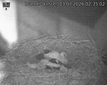 Capi_Dubne_20260703_023502.jpg