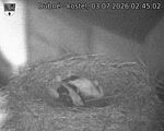 Capi_Dubne_20260703_024502.jpg