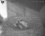 Capi_Dubne_20260703_025502.jpg