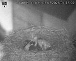 Capi_Dubne_20260703_041502.jpg
