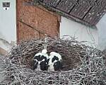Capi_Dubne_20260703_050503.jpg