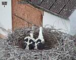 Capi_Dubne_20260703_051003.jpg