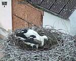 Capi_Dubne_20260703_051503.jpg