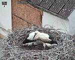 Capi_Dubne_20260703_053003.jpg
