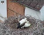 Capi_Dubne_20260703_061503.jpg