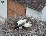 Capi_Dubne_20260703_062003.jpg