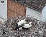 Capi_Dubne_20260703_062503.jpg