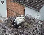 Capi_Dubne_20260703_064004.jpg