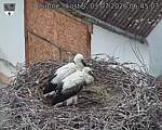Capi_Dubne_20260703_064503.jpg