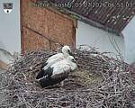 Capi_Dubne_20260703_065003.jpg