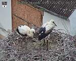 Capi_Dubne_20260703_070003.jpg