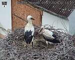 Capi_Dubne_20260703_071003.jpg