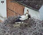 Capi_Dubne_20260703_071503.jpg