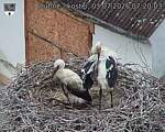 Capi_Dubne_20260703_072003.jpg