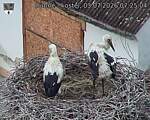 Capi_Dubne_20260703_072504.jpg