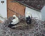 Capi_Dubne_20260703_073003.jpg