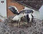 Capi_Dubne_20260703_073504.jpg