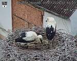 Capi_Dubne_20260703_074003.jpg