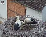 Capi_Dubne_20260703_075003.jpg
