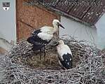 Capi_Dubne_20260703_080504.jpg