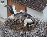 Capi_Dubne_20260703_081003.jpg