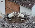 Capi_Dubne_20260703_081503.jpg
