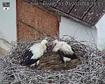 Capi_Dubne_20260703_082003.jpg