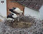 Capi_Dubne_20260703_082503.jpg