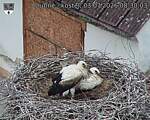 Capi_Dubne_20260703_083003.jpg
