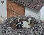 Capi_Dubne_20260703_084003.jpg